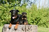 BEAUCERON - ADULTS and PUPPIES 054